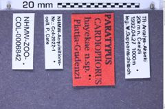 Etiketten zu Cardiophorus hayekae (Platia & Gudenzi, 2002) (NHMW-ZOO-COL-0006842)